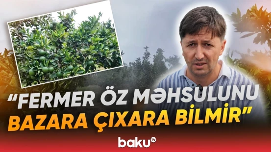 Bağlarda təhlükəli vəziyyət | "Bitkilərdə fəsadlar yaranır" | Fermerlər çıxış yolu axtarırlar