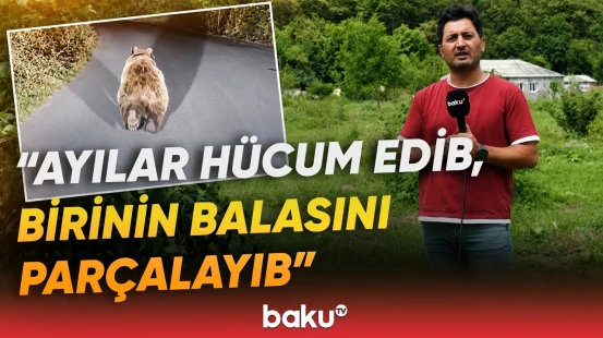 Ayılar bu kəndlərə girib dəhşət saçdı | Sakinlər qorxu içində qalıb - Baku TV