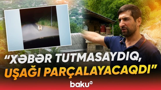 "İstədi ki, tövləyə girsin" | Ayılar kəndlərdə niyə görünməyə başlayıb? - Baku TV