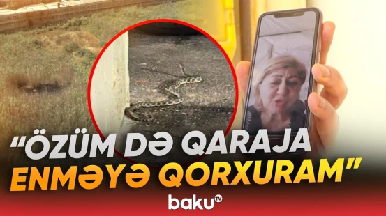 "Pişikləri də həmin ilan öldürüb" | Mərkəzi küçələrdə yaşayan sakinlərin fəryadı - Baku TV