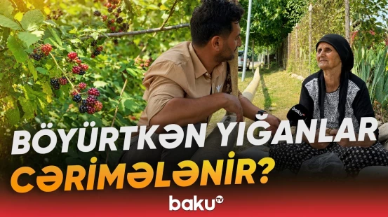 "Dərməsək, heyifdir, xarab olur" | Qurum yayılan xəbərlərə necə reaksiya verdi? - Baku TV