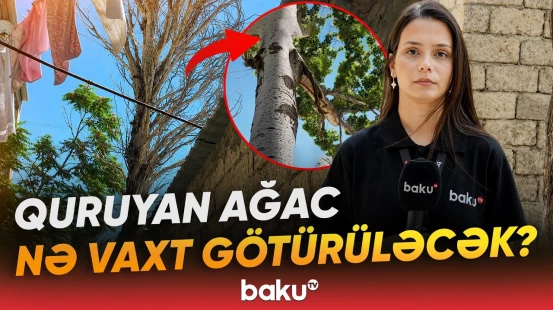 Ağac aşsa, ağır nəticə ola bilər? | Sakinlər tədbir görülməsini istəyir - Baku TV