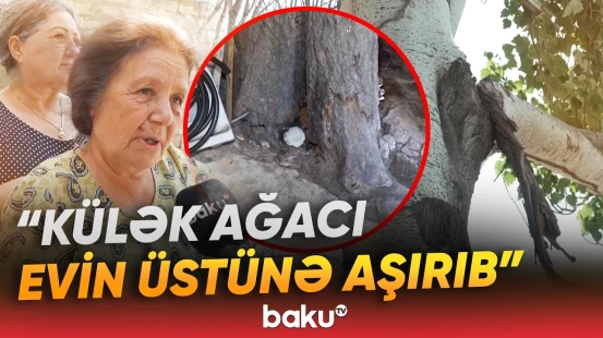 Bakıxanovda təhlükə yaradan ağac niyə hələ də götürülməyib? | Sakinlər şikayətçidir - Baku TV