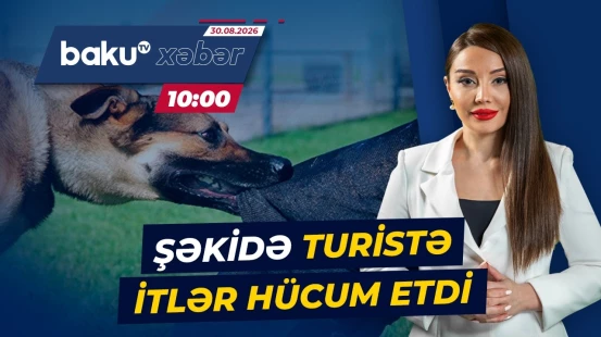 Şəkidə Niderland vətəndaşını itlər ağır yaraladı - Baku TV CANLI