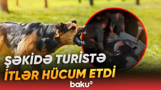 Şəkidə Niderland vətəndaşını itlər ağır yaraladı | DSX məlumat yaydı - Baku TV