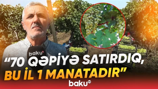 "50 faizini yandırdı..." | Fermerləri çarəsiz halda qoyan problem nədir? - Baku TV