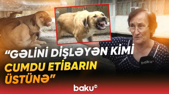 "Çölə çıxa bilmirik!" | Sakinlərin kabusuna çevrilən küçə itləri dəhşət saçır - Baku TV