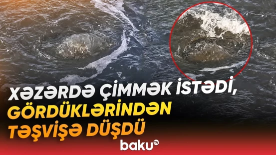 Çimərlikdə qeyri-adi hadisə | Xəzərdə nə baş verir? | Ekoloqdan açıqlama - Baku TV