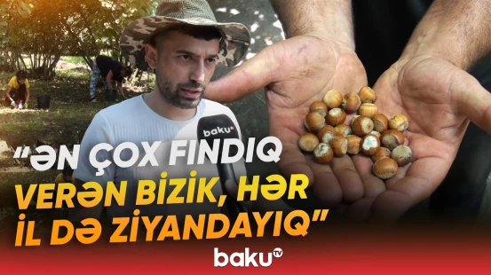 “Nə alan var, nə soruşan” | Qax sakinlərinin yığdığı fındıq niyə əllərində qalıb? - Baku TV
