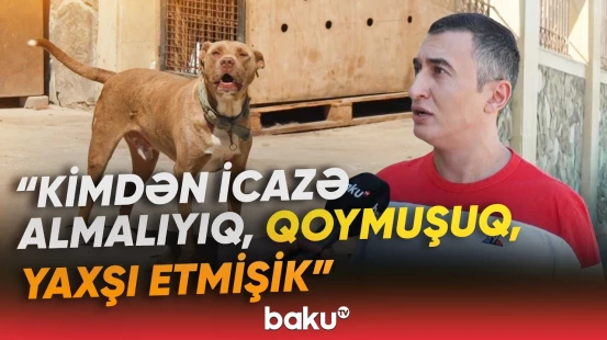 "Heç bir kənddə bu qədər it yoxdur" | Buzovna sakinləri ayağa qalxdı - Baku TV