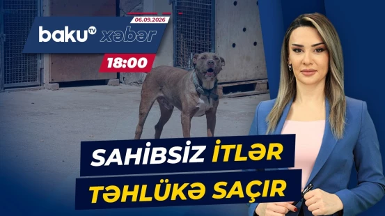Buzovnada sakinlərin kabusuna çevrilən sahibsiz itlər - Baku TV CANLI