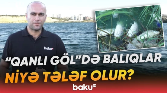 Yasamaldakı su hövzəsində balıqların kütləvi ölümünün səbəbləri nələrdir? - Baku TV