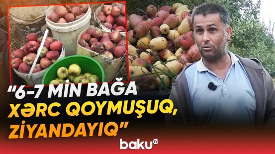"8 qəpiyə verəcəyik, 2 günə bağı qurtarıram" | Quba bağlarında məhsuldarlıq niyə azalıb? - Baku TV