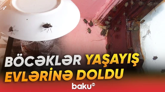 Qəhvəyi mərmər bağacığının kütləvi yayılması sakinləri çətin vəziyyətə salıb - Baku TV