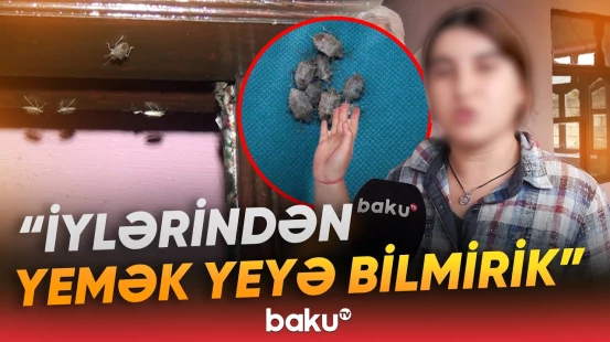 Xaçmazda evə dolan zərərvericilər sakinləri bezdirdi - Baku TV
