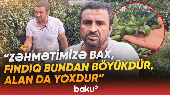 "Ona-buna yalvarmalıyıq ki, gətirsin" | Astarada naringi  bağları susuzluqdan yanır - Baku TV