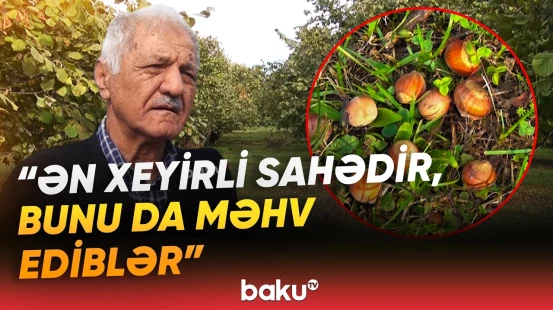 “Kilosunda heç 20 qəpik xeyir qalmır” | Zaqatalalı fermerlər çıxılmaz durumda - Baku TV