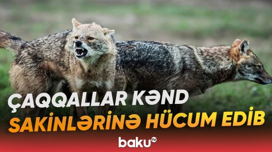"Anidən üstümə cumdu..." | Xəsarətalan 3 nəfər xəstəxanaya yerləşdirilib - Baku TV