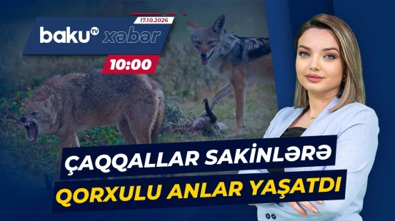 Qusarda insanlar panikada | Çaqqallar kənd sakinlərinə hücum etdi - Baku TV CANLI