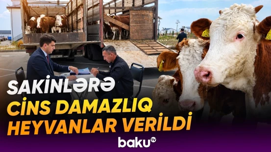 Özünüməşğulluq proqramı üzrə ilk: azad edilən ərazilərdə təsərrüfat fəaliyyətinin inkişafı - Baku TV