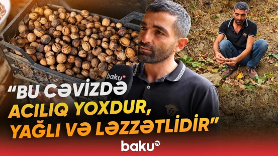 "Ən yaxşısı 25 manatdır" | Məşhur Ordubad qozunun yığımı barədə bilinməyənlər - Baku TV