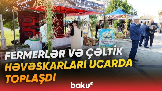 Ucarda ilk dəfə "Çəltik və Aqrar Biznes Festivalı" keçirilir - Baku TV