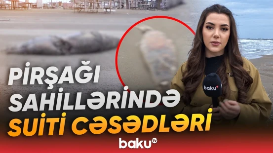 Xəzər suitilərinin kütləvi ölümü ekoloji narahatlıq doğurur - Baku TV