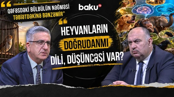 "Heyvan döyüşlərini əyləncəyə çevirmək vəhşilikdir" | "Heyvanı canlı hədəfə çevirmək olmaz" - AMİN