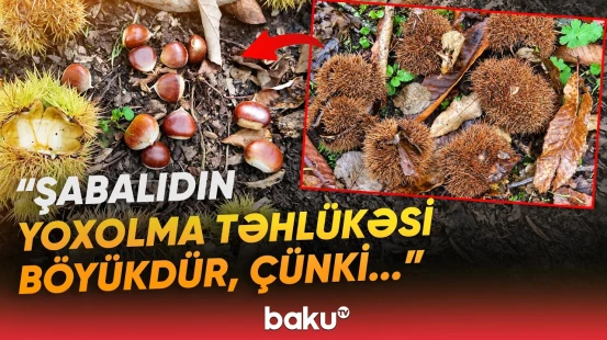 “Hamısı məhv oldu” | Şabalıd tarixə qovuşur? | “150 kilo bar verən ağac 2-3 kq verir” - Baku TV
