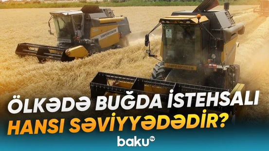 Azərbaycanda buğda istehsalının son göstəriciləri açıqlanıb - Baku TV