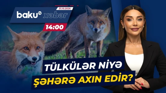 Vətəndaşları təşvişə salan hadisə | Mərkəzi küçələrdə niyə bu qədər tülkü var? - Baku TV CANLI