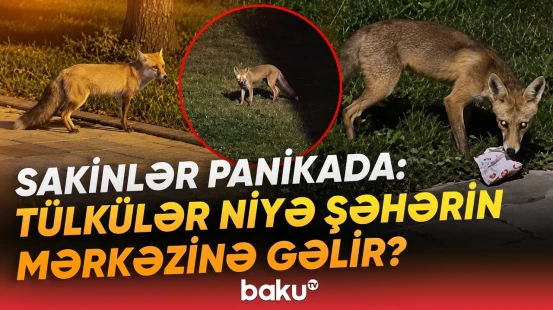 “Ya acdırlar, ya da...” | Tülküləri paytaxt küçələrinə üz tutmağa nə vadar edir? - Baku TV