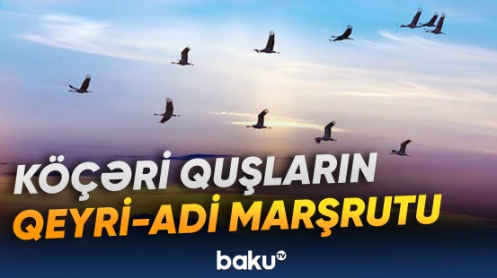 Minlərlə kilometr yol qət etmələrinin sirli səbəbləri aşkarlanıb