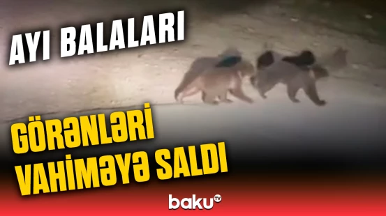 Kəndin “çağırılmamış qonaqları” | Ayı balaları Qubada görün nə etdi