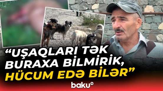 Sahibsiz itlər qoyun sürüsünə hücum etdi | Şəkidə insanlar və heyvanlar risk altında