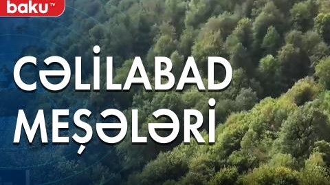 Cəlilabad meşələri - Baku TV | Baku.TV