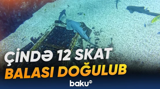 Nəsli kəsilməkdə olan balığın sayı artırılır