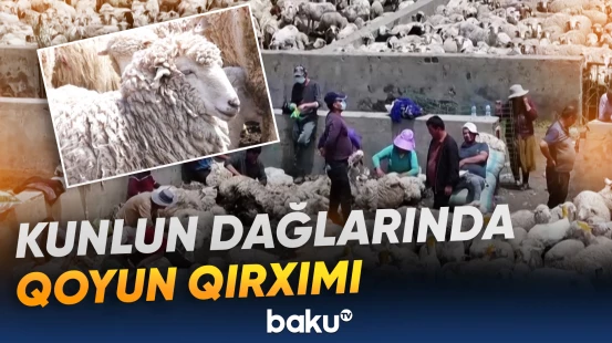 "Bu, heyvanları həm xəstəlikdən qoruyur, həm gəlir gətirir" | Turist