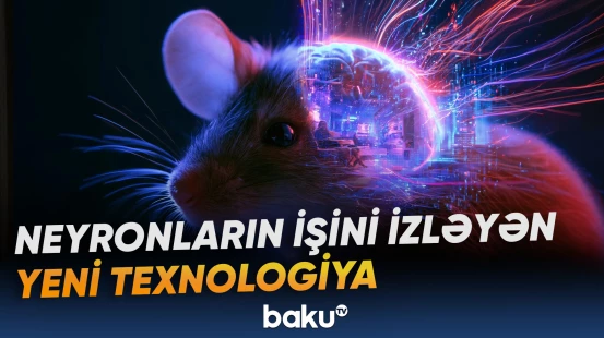 Simsiz mikroskop siçanların beynində neyronların fəaliyyətini qeydə alacaq