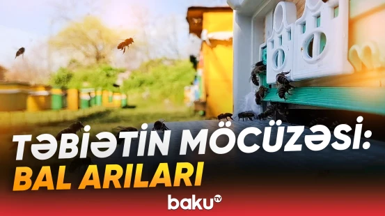 Zəhmətkeş arılar iş başında | Oğuzdan görüntülər