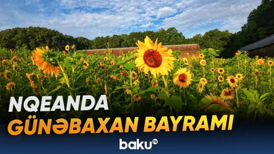 Nqeanda günəbaxan tarlaları turistlərin sevimli məkanına çevrilib