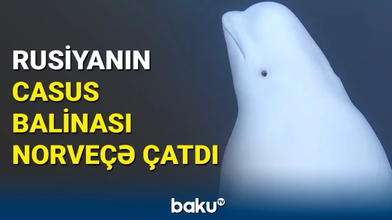 Norveçlilərə xəbərdarlıq: casus balinadan uzaq durun