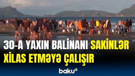 30-a yaxın balinanı yerli sakinlər xilas etməyə çalışır