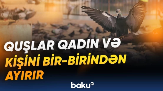 Quşlarla bağlı maraqlı təcrübənin nəticələri açıqlandı