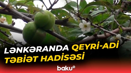 Dekabrda alça ağacı bar verdi | Lənkəran