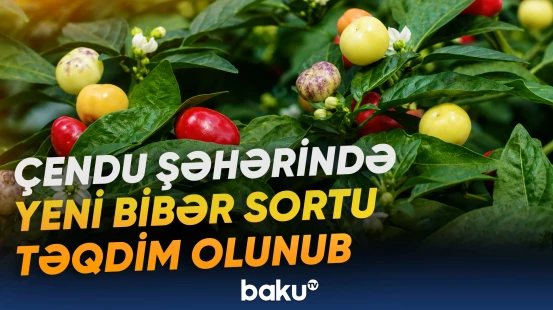 “Müəssisəmizdə hər il 40 milyondan çox bibər şitili yetişdirilir”