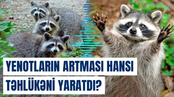 Almaniyada yenotların ovuna görə pul mükafatı verilməsi təklif olunub