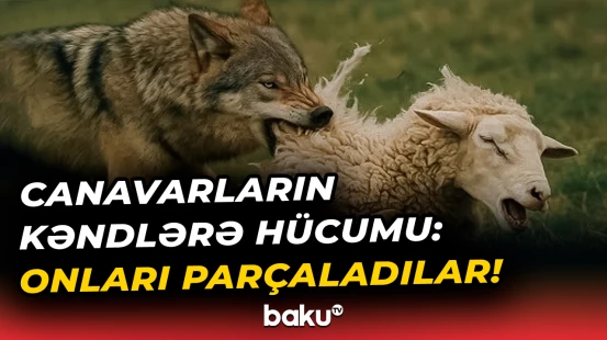 Yırtıcılar bu kəndlərdə hamını qorxuya salıb