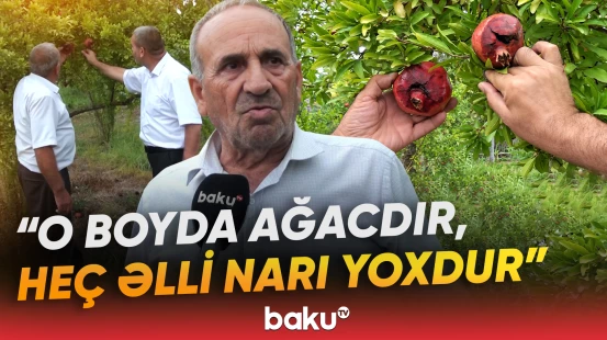"Soruşan yoxdur ki, satırsınız?" | Nar bağlarındakı xəstəlik səbəbi nədir? - Baku TV