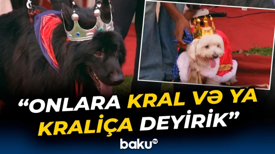 7-ci “Laqos İt Karnavalı” keçirilib